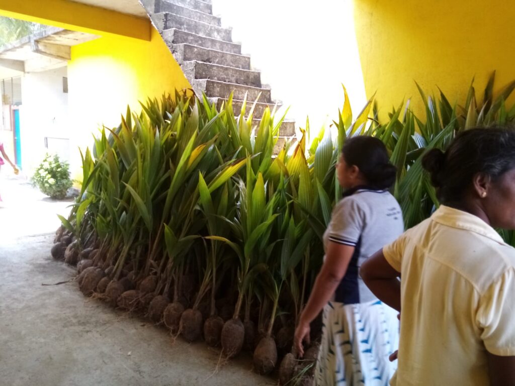 සමිති සාමාජිකයන් සදහා පොල් පැල බෙදාදීමට සූදානම්ව